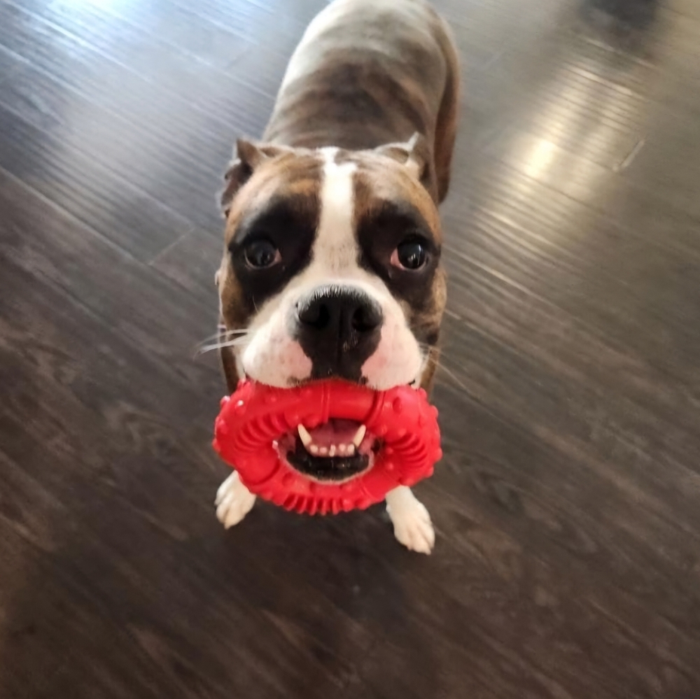 Durable Rubber Dog Chew Toy Training Agility for Medium to Large Dogs - Picture 7 of 8
